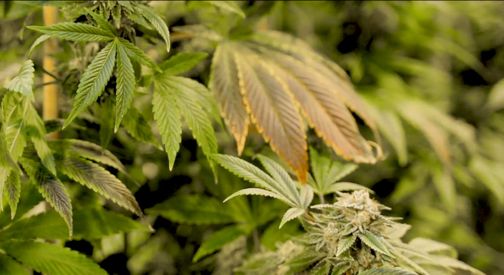 Horchata Strain Review – Taste and Uses
