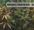 Horchata Strain Review – Taste and Uses