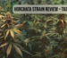 Horchata Strain Review – Taste and Uses