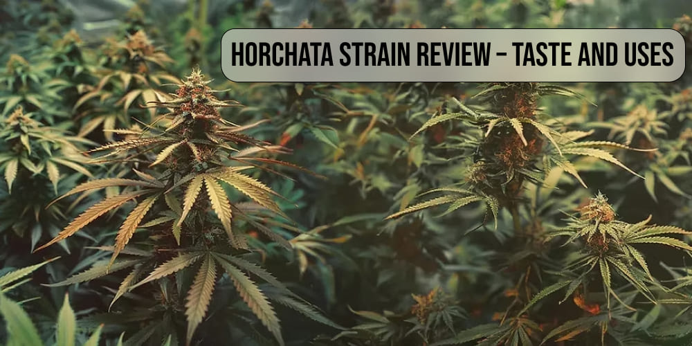 Horchata Strain Review – Taste and Uses
