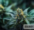 Jealousy THCa Strain