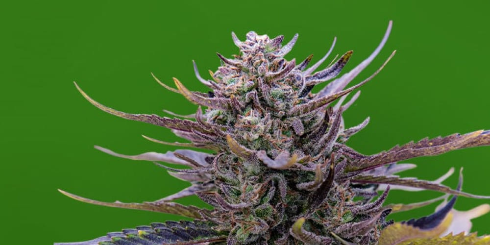 A vibrant, dense cannabis bud with deep purple and green coloration, covered in trichomes, set against a solid green background.