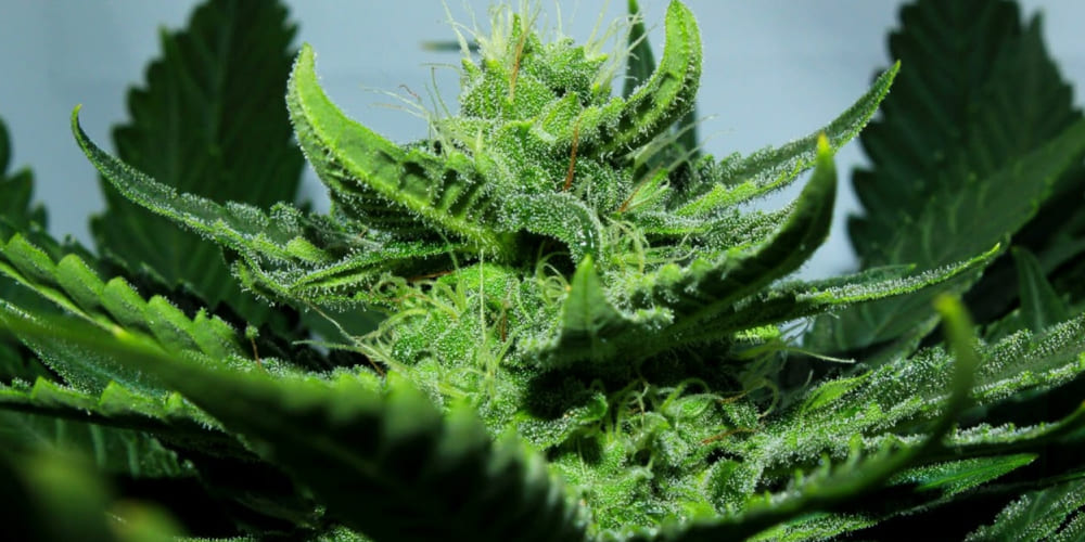 A macro shot of a single, dense, light-green cannabis bud on a plant, covered in a heavy layer of trichomes.