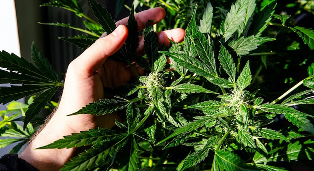 A hand gently touching the developing buds and leaves of a healthy cannabis plant in bright sunlight.