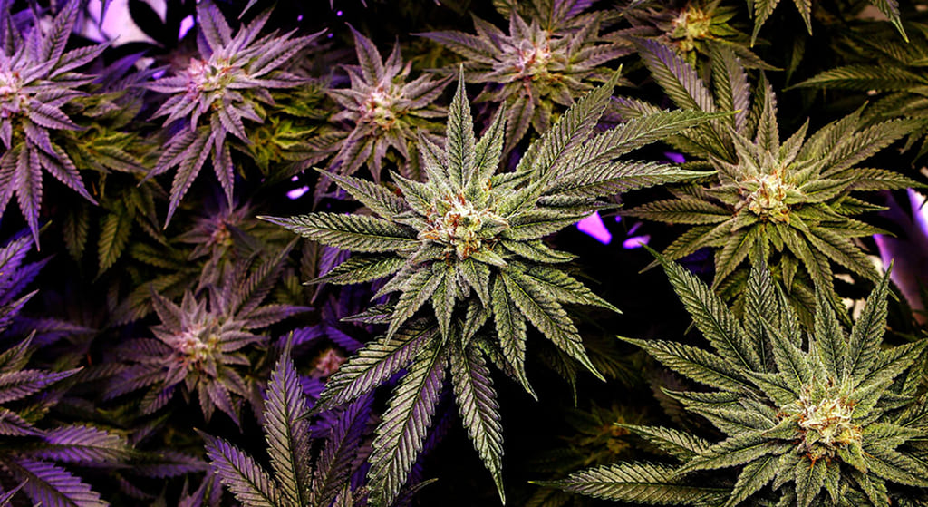 An overhead view of several cannabis plants with broad green leaves and visible buds, illuminated with purple light.