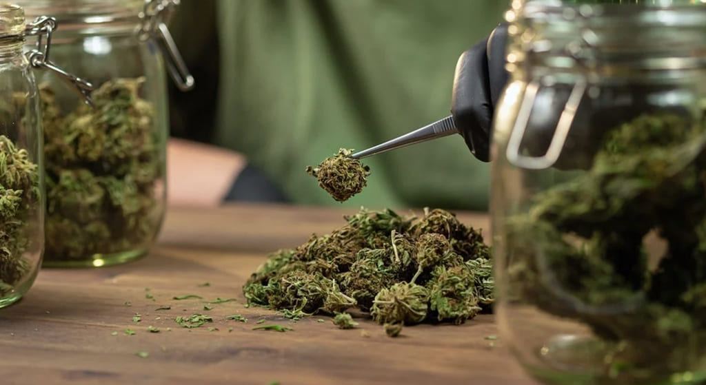 Top 8 Thca Flower Strain in San Antonio
