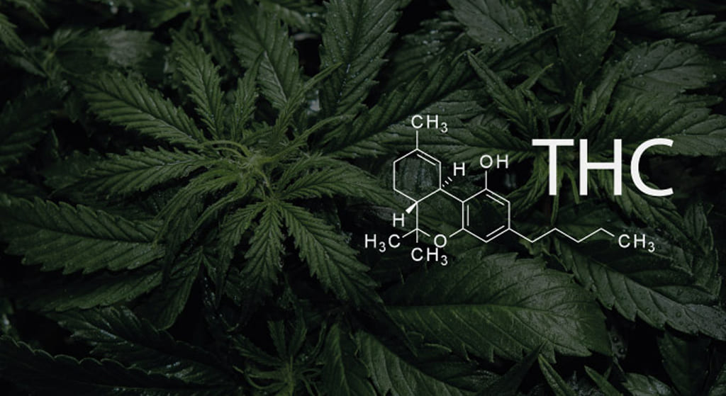 Dark, lush cannabis leaves with the large white text "THC" and its chemical structure overlaid.