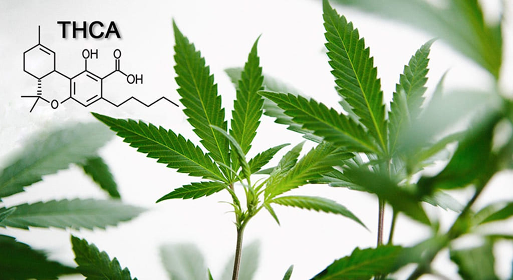 A cannabis plant with green leaves, with the chemical structure of THCA (Tetrahydrocannabinolic Acid) superimposed in the upper left corner.