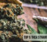 THCA strain for relax