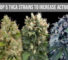 Top 5 THCA strains to increase activity