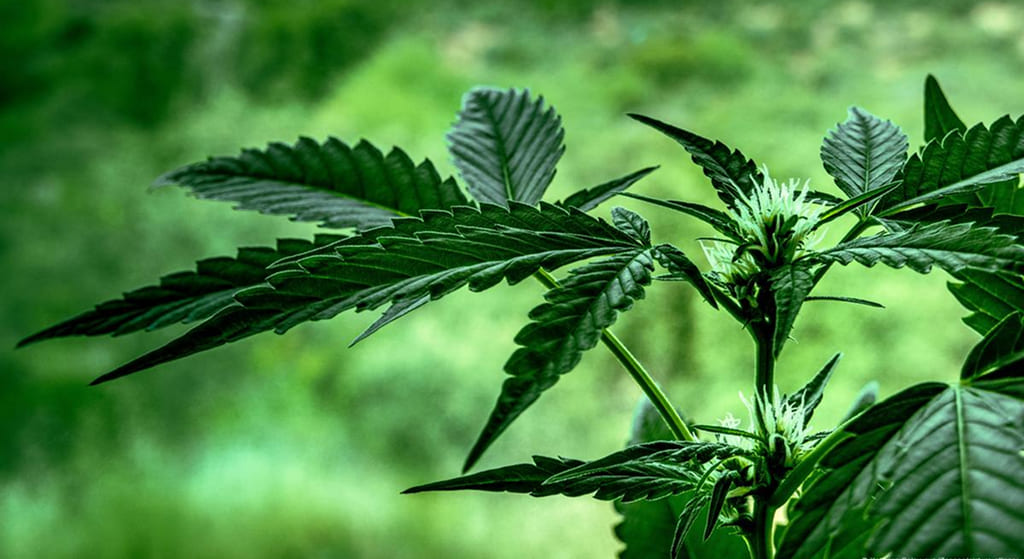Close-up of a healthy cannabis plant with lush green leaves and developing flower buds, showing the intricate details of its foliage.