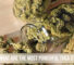 What are the most powerful THCA strains today