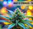What is stronger - THCA or THC-P
