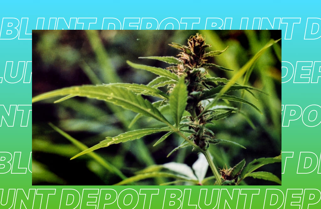 Close-up of a vibrant cannabis plant growing outdoors.