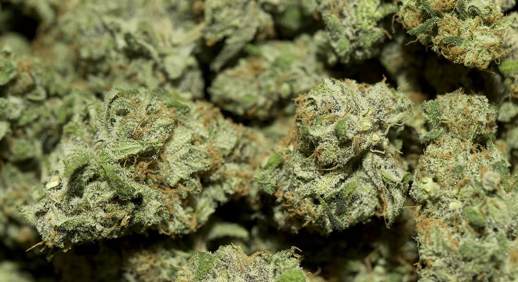 Top 5 Energetic THCA Hybrids
