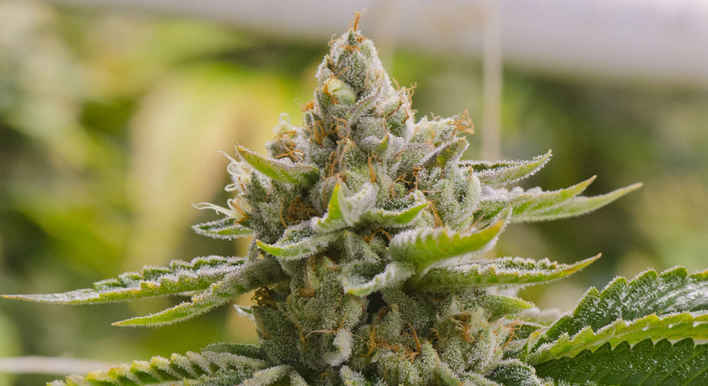 A detailed, macro photograph of a single, well-developed cannabis cola. The bud is dense and conical, heavily coated in a white layer of trichomes. Orange and brown pistils are prominent. The background is a soft, blurred green, suggesting an indoor grow environment.