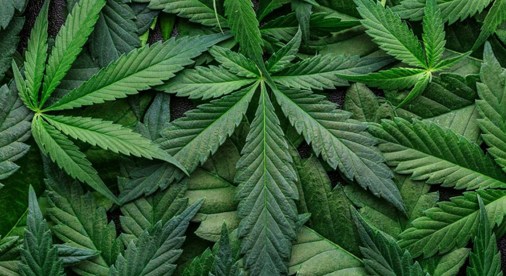 dense layer of fresh green cannabis leaves