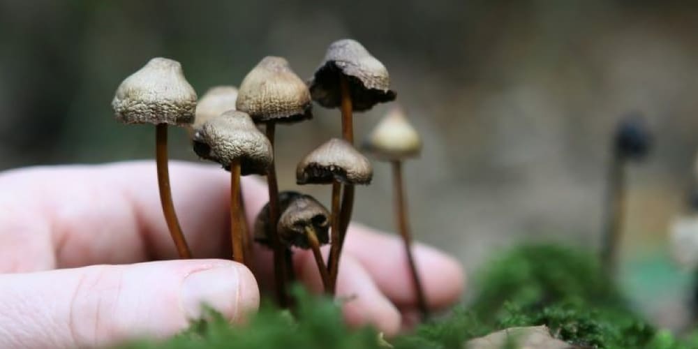 A hand gently holding a cluster of small psilocybin mushrooms on moss.