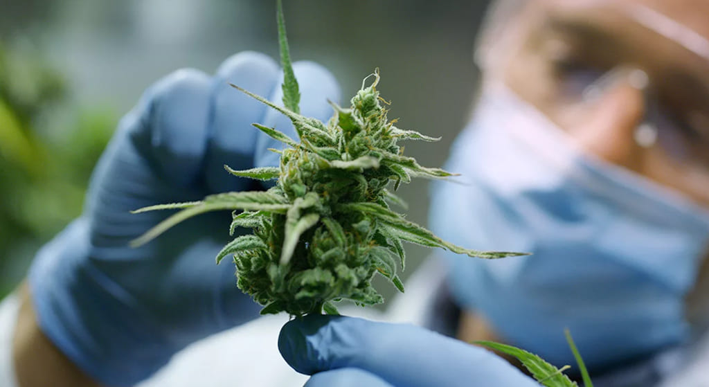 Close-up of a researcher in blue gloves and a mask holding and examining a cannabis bud.