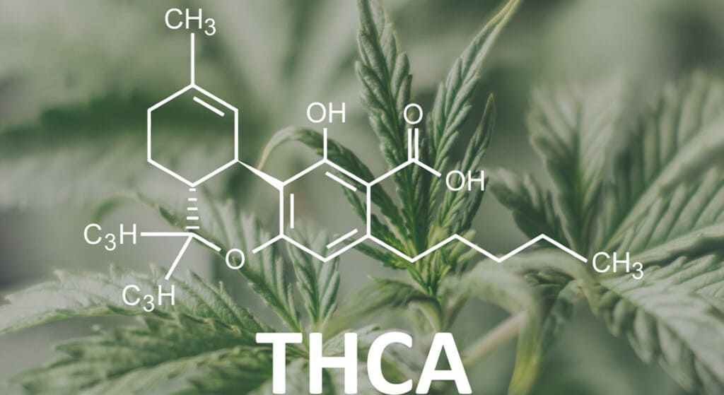 What to choose for sleep THCA, CBN or mushrooms