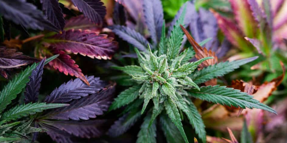 What strain helps with anxiety, but does not put you to sleep