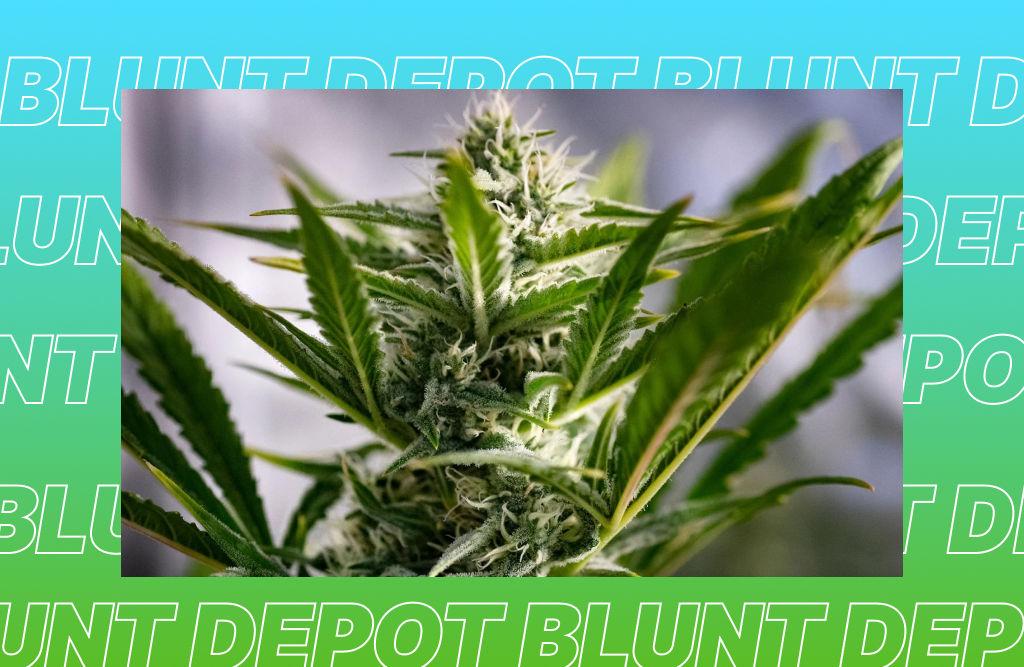 A cannabis plant with a large, frosted bud is centered on a light background, surrounded by a repeating 'BLUNT DEPOT' text on a green and blue gradient.