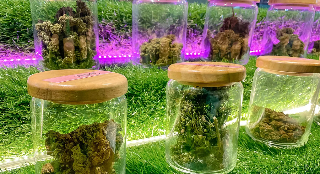 Several glass jars with wooden lids, filled with different strains of cannabis buds, are displayed on a bed of green faux grass with purple LED lighting.