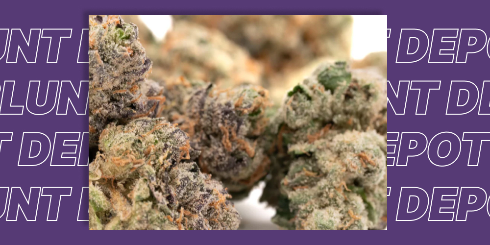 A macro photograph of high-potency THCA cannabis buds, showcasing their frosty trichomes and vibrant colors.