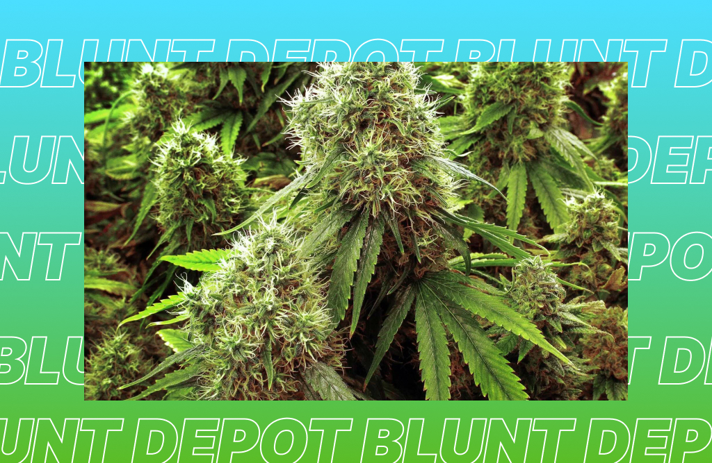 The best THCA strains in Carson
