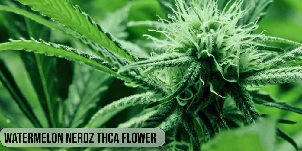 Watermelon Nerdz THCA Flower