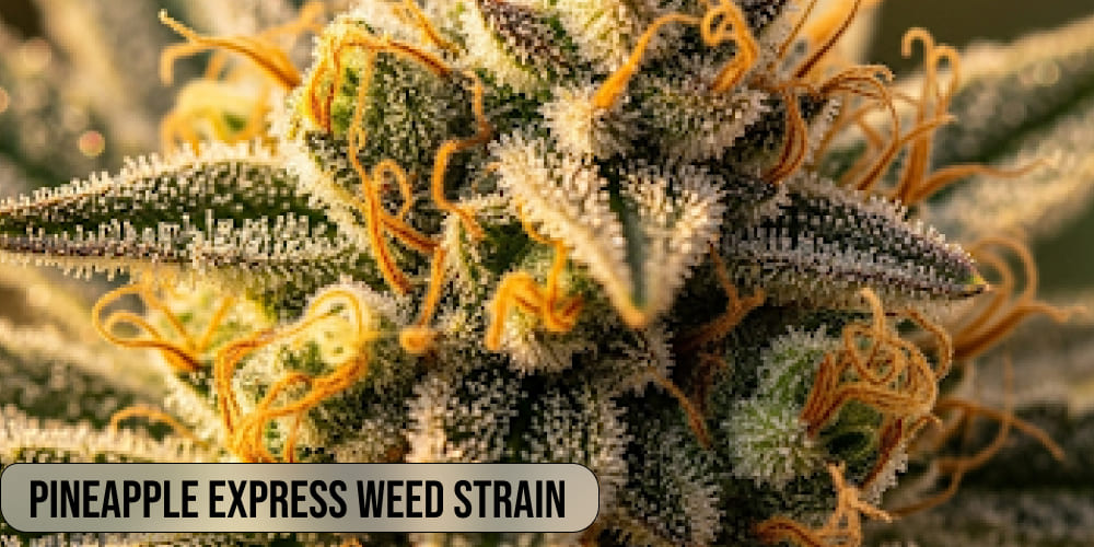 Pineapple Express weed strain