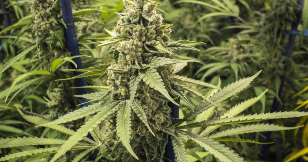 A detailed view of a single, well-developed cannabis cola with large, serrated leaves and visible pistils.