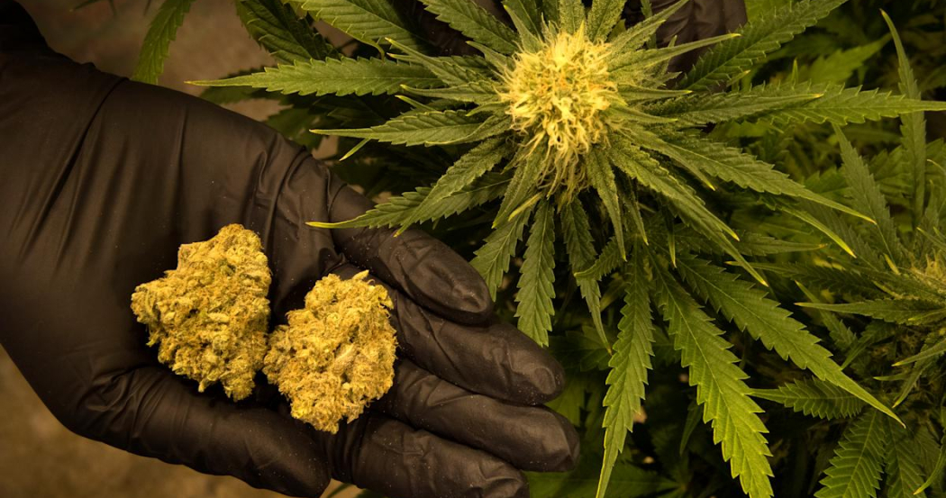 A hand in a black glove holds two dried cannabis flower buds in front of a green cannabis plant with a large bud.