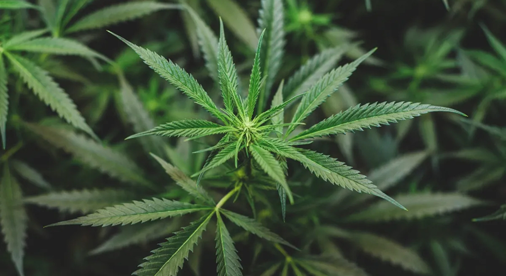 A close-up view of the green leaves and a budding center of a cannabis plant.