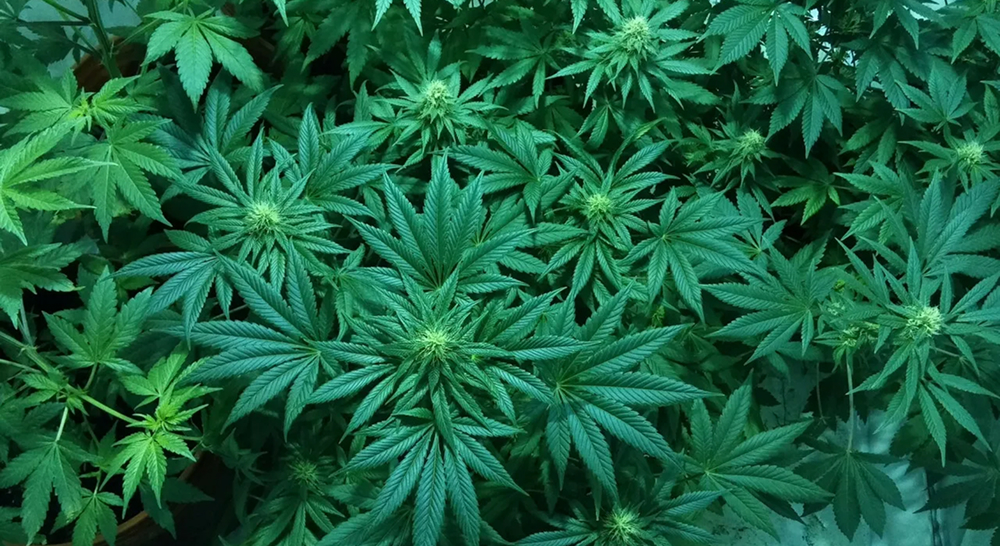 An aerial view of multiple cannabis plants with small buds forming in the center of their leaves.
