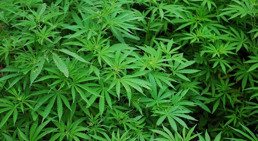 An overhead shot of a dense canopy of green cannabis plants with classic seven-pointed leaves.