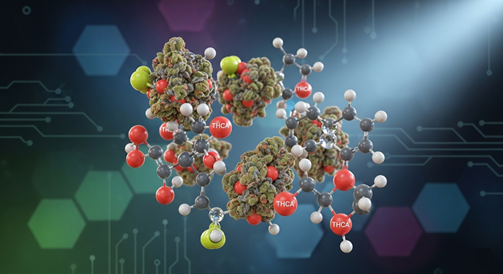 Artistic representation of Watermelon Nerdz THCA strain’s terpene molecules and THCA cannabinoid structure on a scientific background.