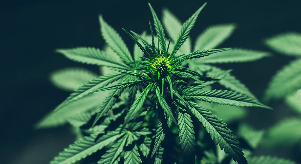 A top-down view of a green cannabis plant with distinctive, pointed leaves.