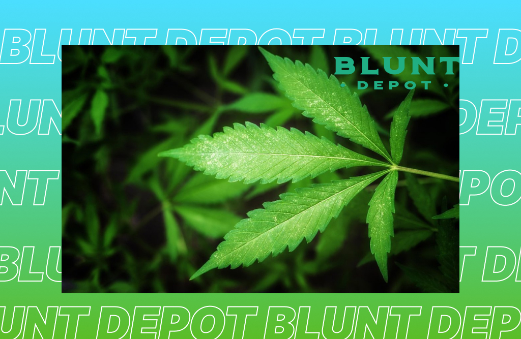 A single, healthy cannabis leaf against a blurred background of other marijuana plants.