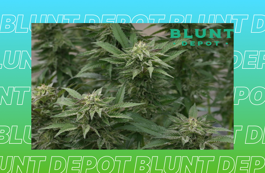 THCA vs regular flower marijuana - is there a difference in growth