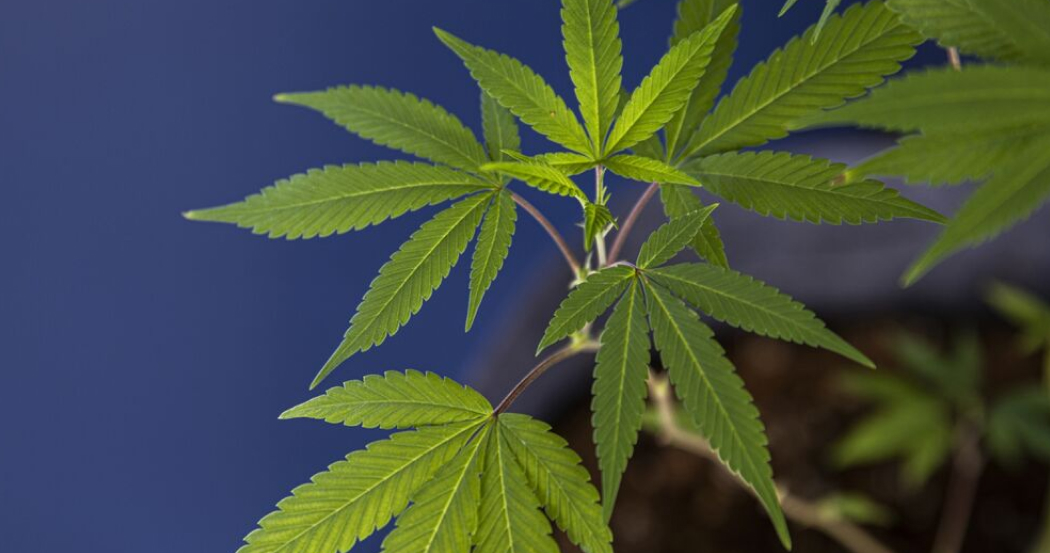 A young cannabis plant with multiple green leaves branching out from a reddish stem against a dark blue background.