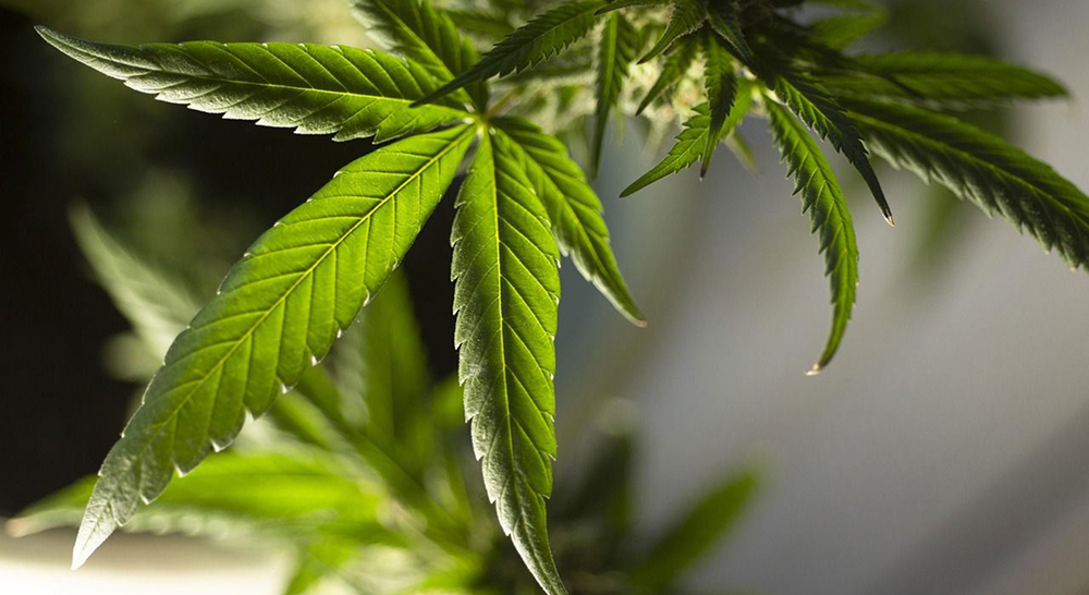 A vibrant green cannabis leaf with serrated edges, showcasing its distinct palmate shape.