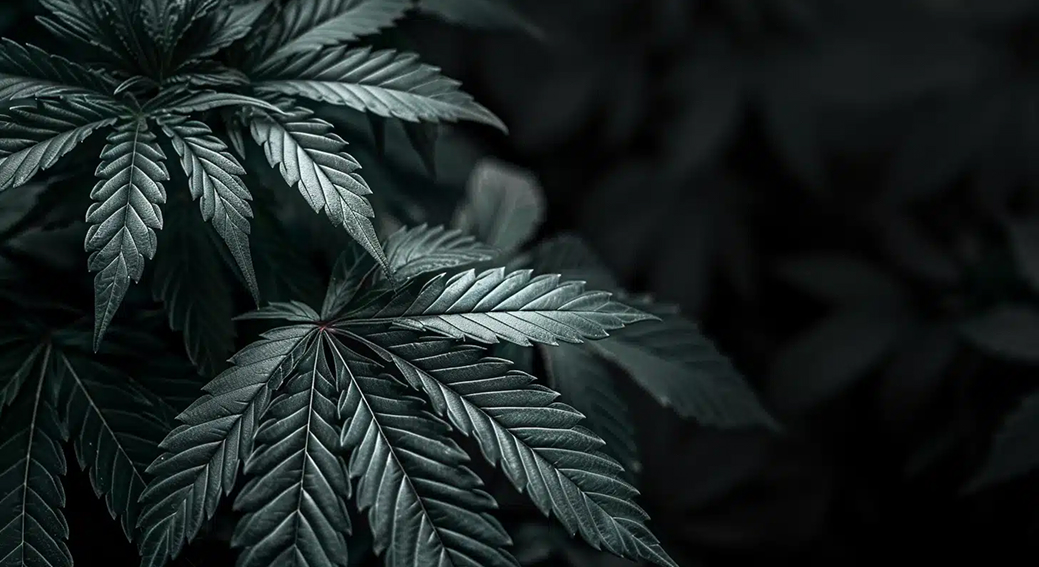 Moody image of dark green cannabis leaves with a shallow depth of field.
