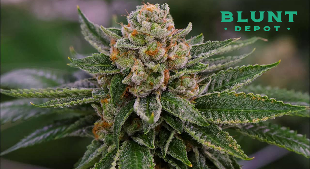 A detailed close-up of a fully developed cannabis flower with orange pistils and thick trichome coverage.