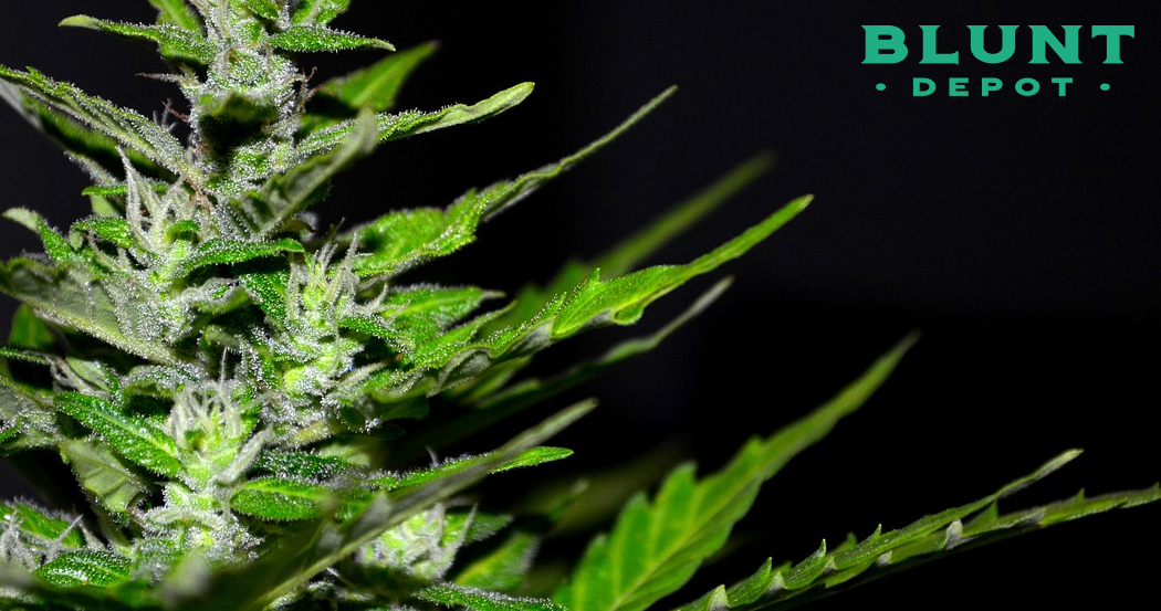 A close-up of a cannabis bud and leaves against a solid black background.
