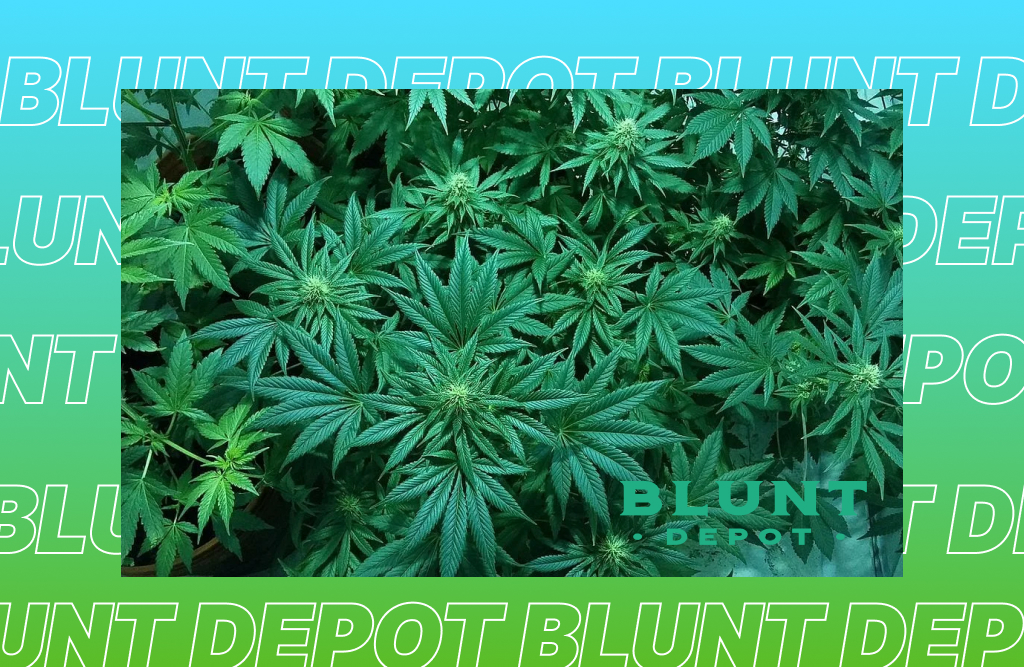 Best THCA delivery in Newburgh