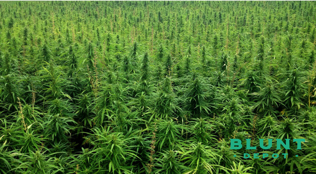 A vast field of tall, green cannabis plants growing in rows.