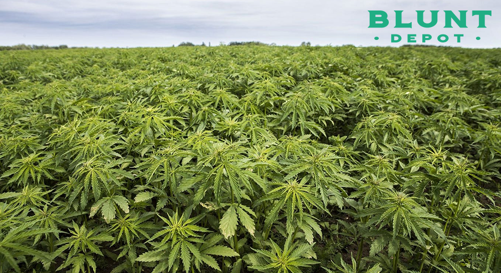 A field of young, low-lying cannabis plants under a cloudy sky.