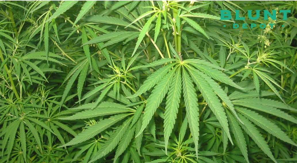A dense field of broad, fan-shaped green cannabis leaves filling the frame.