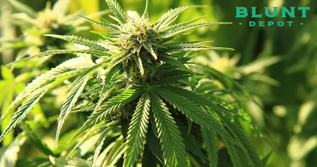 A close-up of a cannabis flower bud with a strong light source highlighting its details.